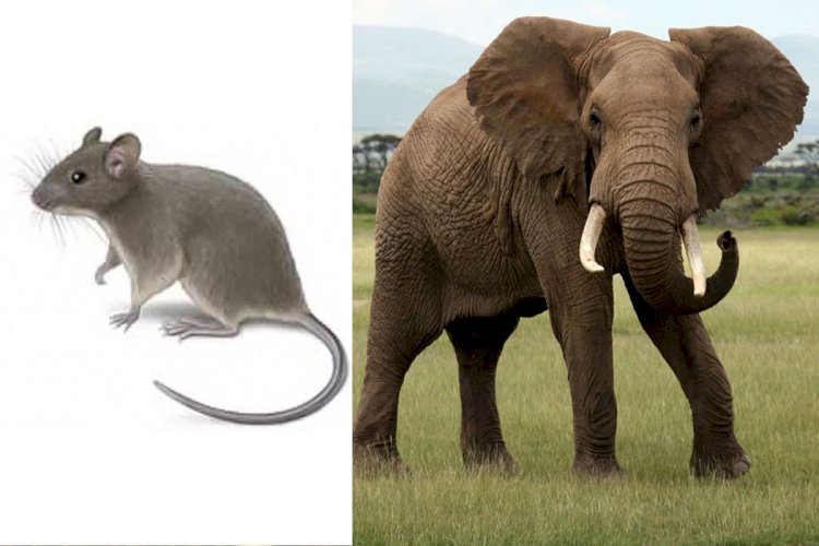 “Mouse Sperm Is Larger Than Elephant Sperm” – Uber Facts Reveals